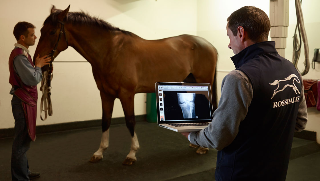 Veterinarians Find a Medical Image Viewing Alternative in Horos