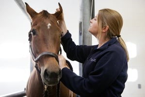 medical imaging cloud PACS for equine veterinarians 