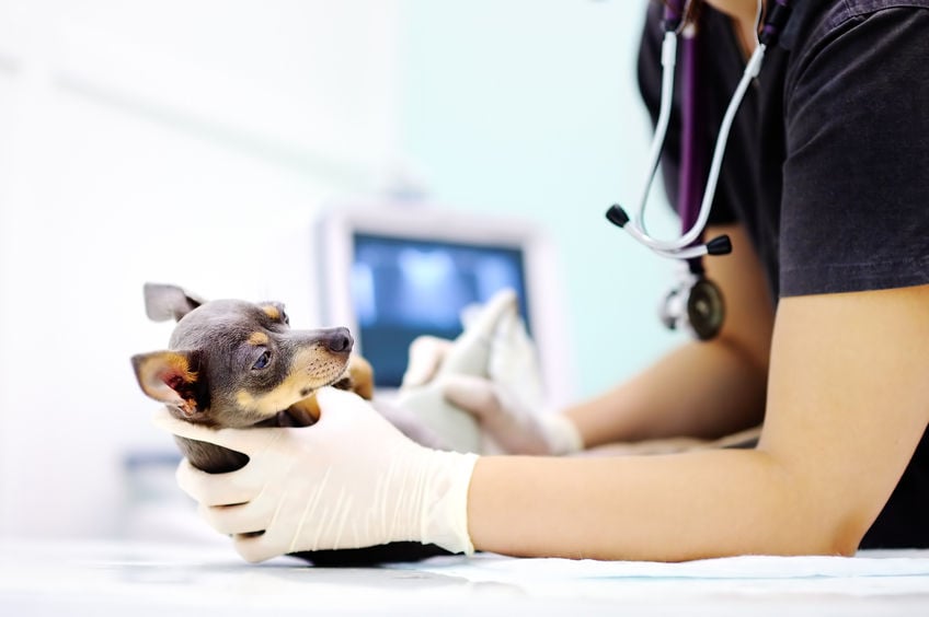 best-veterinary-pacs.jpg