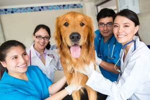Veterinary Cloud PACS for Sharing Images