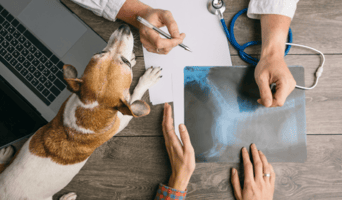 AnimalScan offers quality scans for their patients