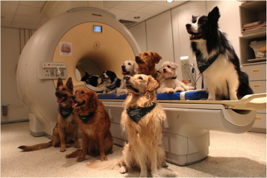 veterinary-medical-imaging