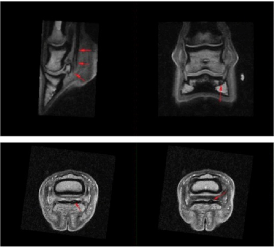 veterinary-medical-imaging