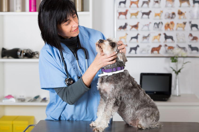 affordable-veterinary-pacs.jpg